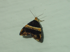 Choreutis basalis