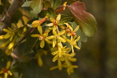 Ribes aureum aureum