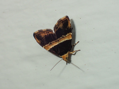 Choreutis basalis