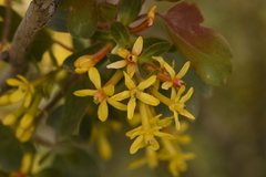 Ribes aureum aureum