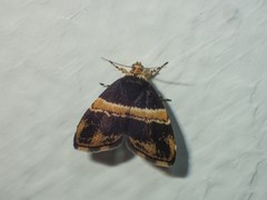 Choreutis basalis