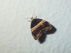 Choreutis basalis