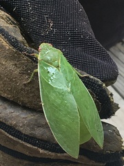 Cystosoma saundersii