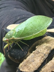 Cystosoma saundersii