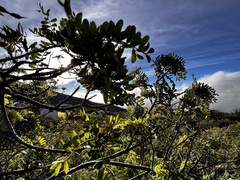 Sophora chrysophylla