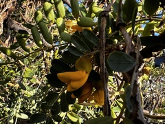 Sophora chrysophylla