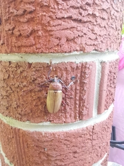 Agrianome spinicollis