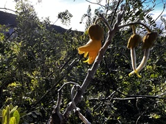 Sophora chrysophylla