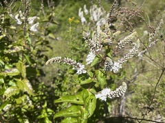 Veronica derwentiana