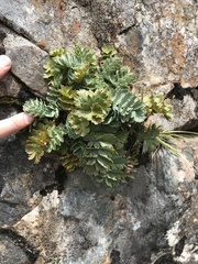 Anisotome pilifera