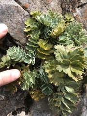 Anisotome pilifera