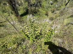 Veronica derwentiana