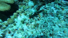 Nembrotha kubaryana