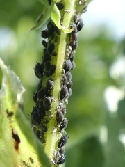 Aphis fabae