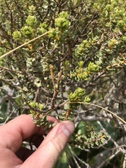 Olearia nummulariifolia