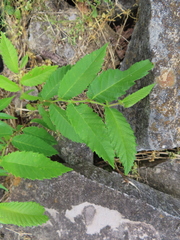 Ulmus alata