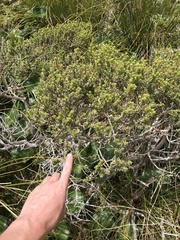 Olearia nummulariifolia