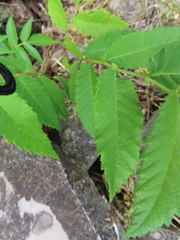 Ulmus alata