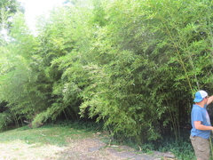 Phyllostachys aureosulcata