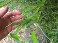 Phyllostachys aureosulcata
