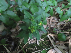 Helioscopia