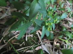 Helioscopia
