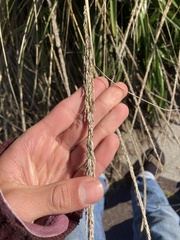 Muhlenbergia rigens