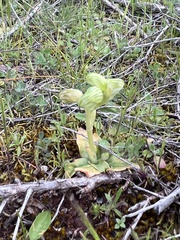Pterostylis mutica