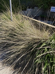 Muhlenbergia rigens