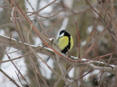 Parus major