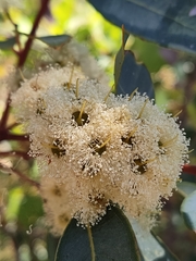 Eucalyptus patens