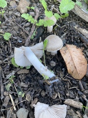 Coprinopsis uliginicola