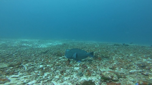 Bumphead Parrotfish — seen at this dive site