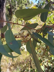 Eucalyptus patens