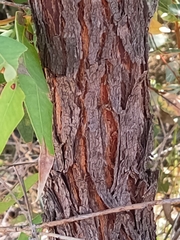 Eucalyptus patens