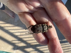 Ryssonotus nebulosus