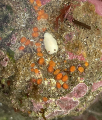 Cadlina flavomaculata