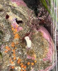 Cadlina flavomaculata