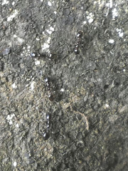 Chelaner antarcticus