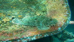 Scorpaenopsis oxycephalus