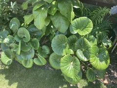 Ligularia reniformis