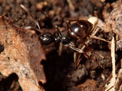 Dendrolasius