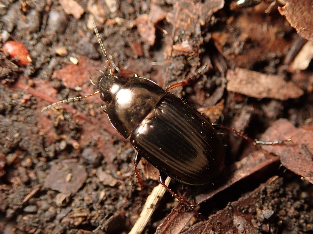 Amara congrua
