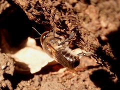 Apis cerana japonica