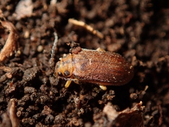 Xanthogaleruca maculicollis