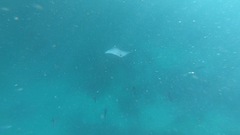 Mobula