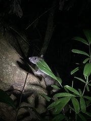 Uromys caudimaculatus