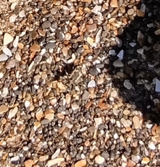 Neocicindela latecincta