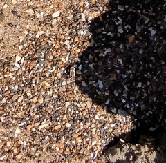 Neocicindela latecincta