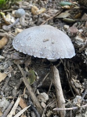 Coprinopsis uliginicola